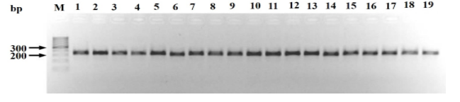 Genetic variability within and among Hypobiotic Haemonchuscontortus isolates from goats in Kenya